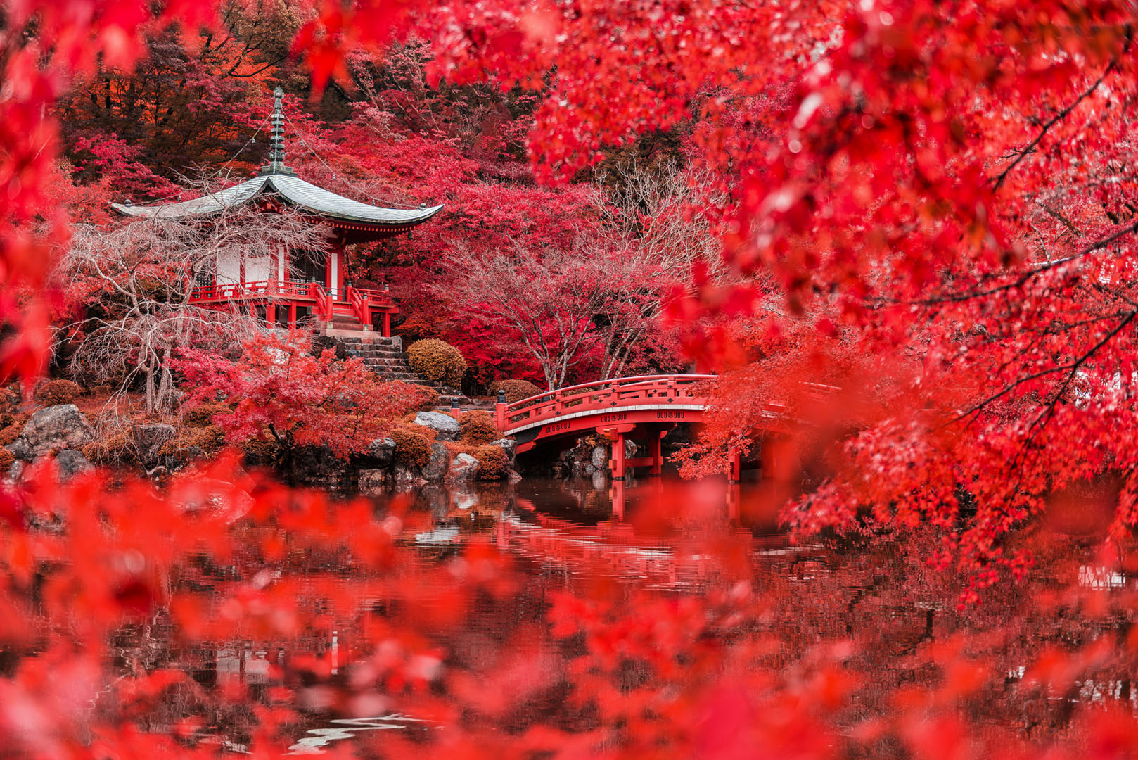Красные клены в Японии